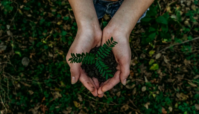 hands holding small plant seedling in soil